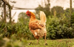 Elevage de Poulet en Roumanie