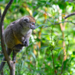 lémuriens bambous Madagascar