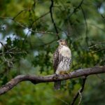 Les animaux de la forêt