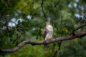 Les animaux de la forêt