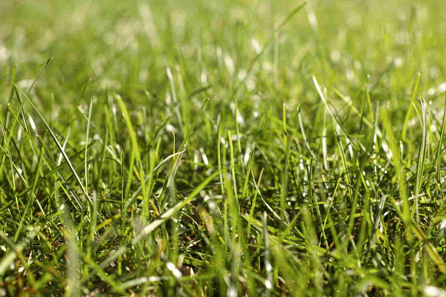 Comment avoir une pelouse à l’anglaise ?