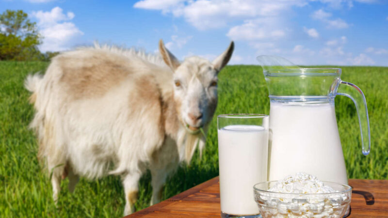 Les bienfaits du lait de chèvre en cosmétique pour la santé de la peau
