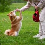 person in white pants and brown jacket holding brown and white short coated dog on green