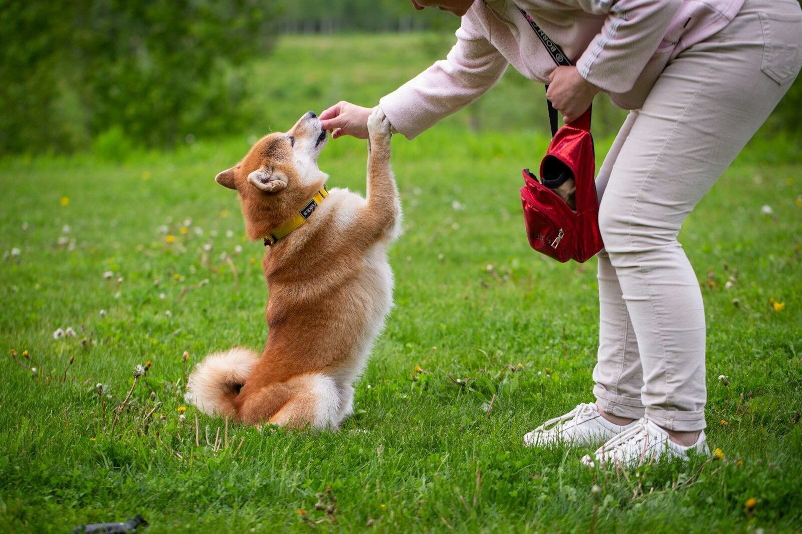 Pourquoi l’éducation canine joue-t-elle un rôle essentiel dans la vie quotidienne ?